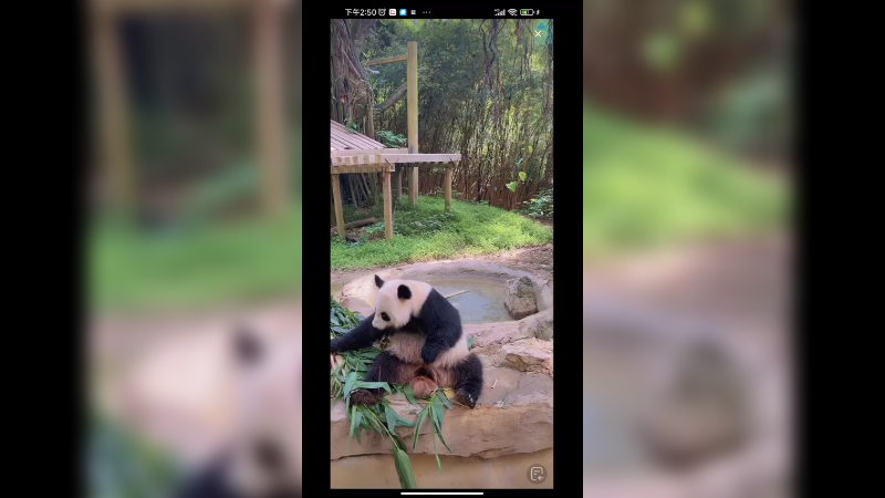 大熊猫坐着吃竹笋，美滋滋啊