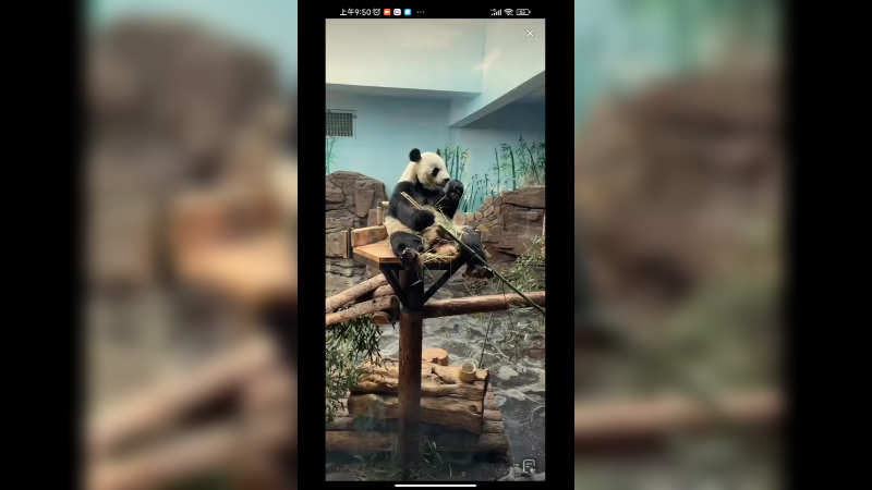 大熊猫坐在高处看着游客吃竹子好开心啊