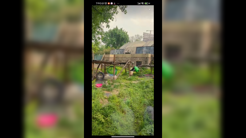 大熊猫想拿绿桶但是拿不下来啊