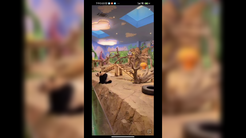 大熊猫爬木架子上吃胡萝卜和竹子，好可爱