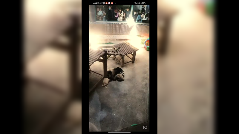 大熊猫在室内打滚摇头好可爱