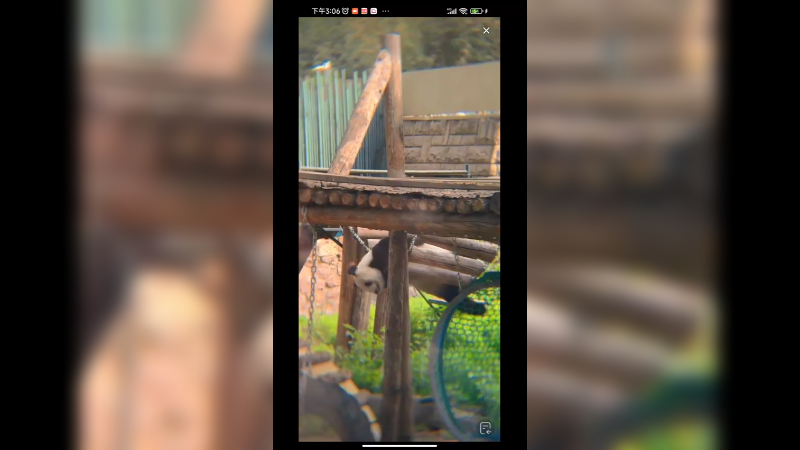 北京动物园大熊猫萌萌整活好可爱，喜欢洗澡啊