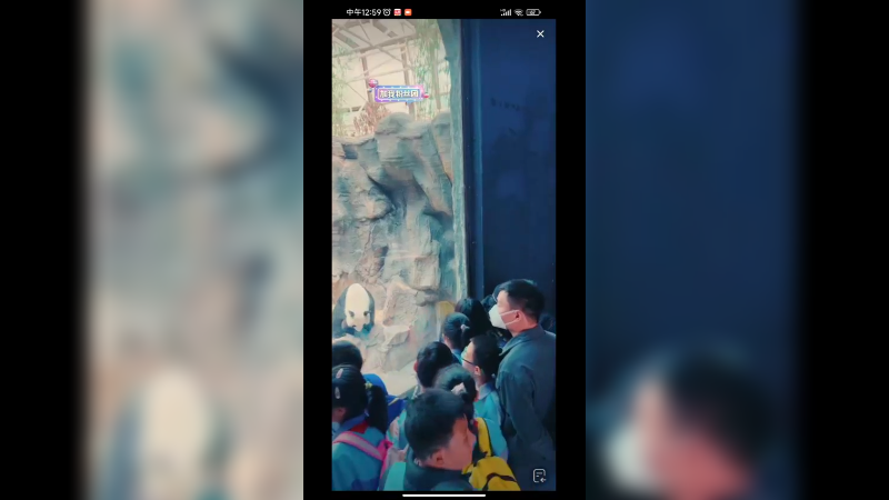 大熊猫用脚饶痒痒，好灵活的胖子啊