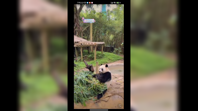 大熊猫靠着木头吃竹笋好可爱啊