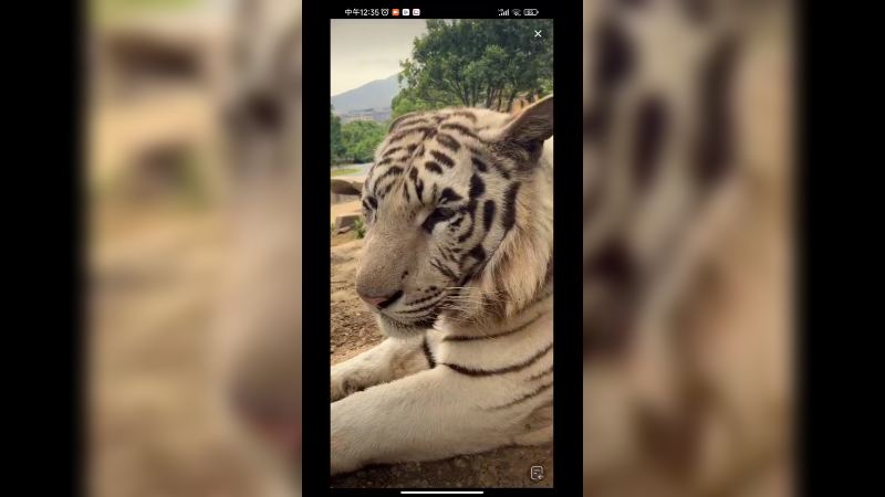 和孟加拉虎对视是什么样的感觉