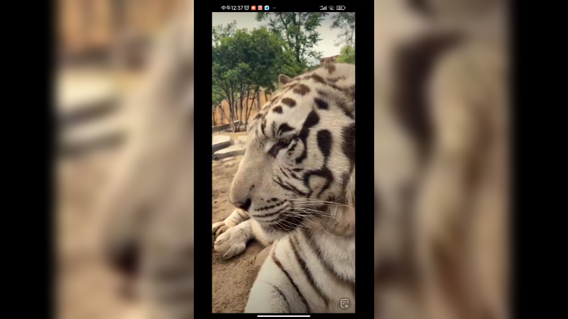 孟加拉白虎还是挺肥的啊