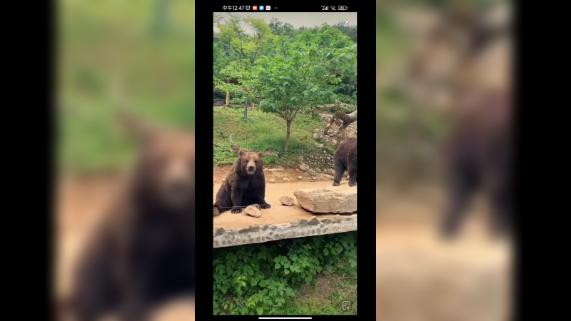 看棕熊站起来拍拍手，真聪明啊