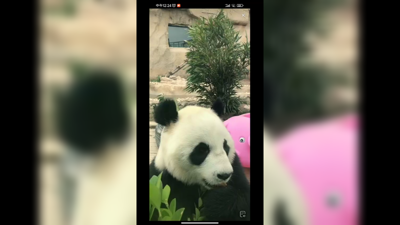 大熊猫在吃零食，这苹果好吃啊