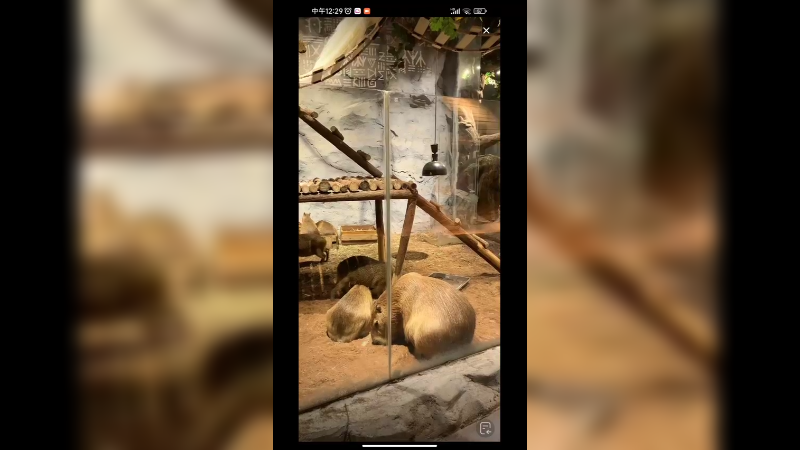 豚鼠是世界上最大的老鼠啊