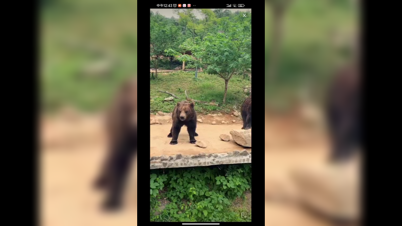 在动物园看棕熊打招呼了啊