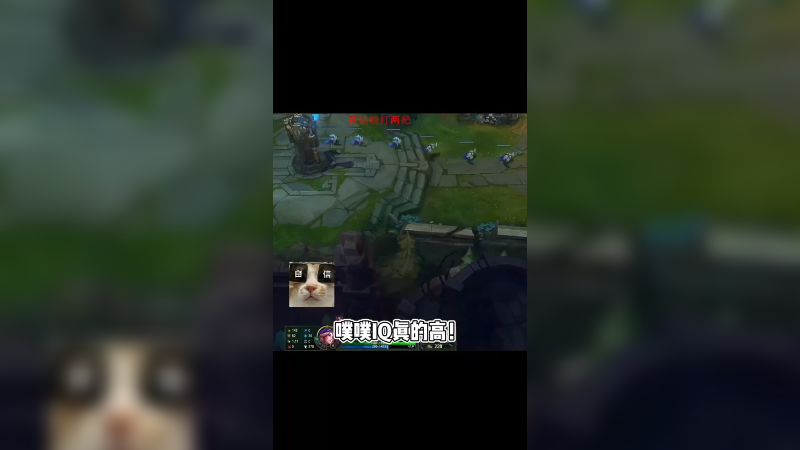 噗噗IQ真的高，就是脑子有时候不好