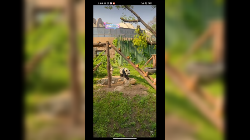 北京动物园大熊猫小白天今天有点躁动啊，也不吃饭