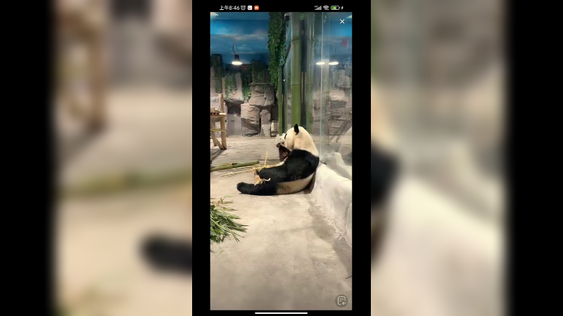 大熊猫靠着墙吃竹子，好可爱啊