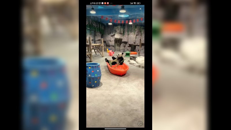 大熊猫在室内吃竹子，好悠闲