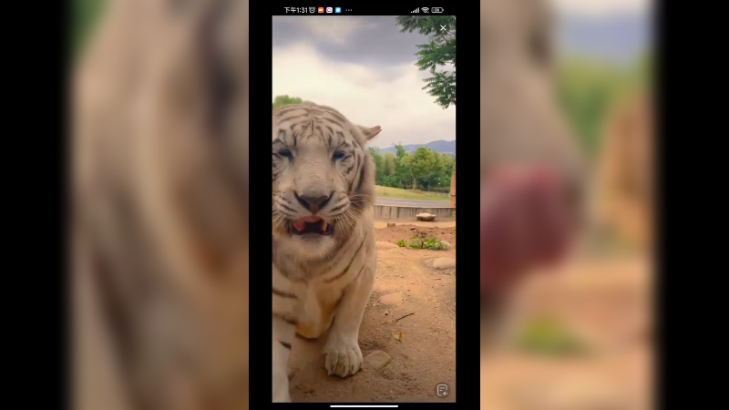 小老虎只想吃肉，没肉吃就想睡觉