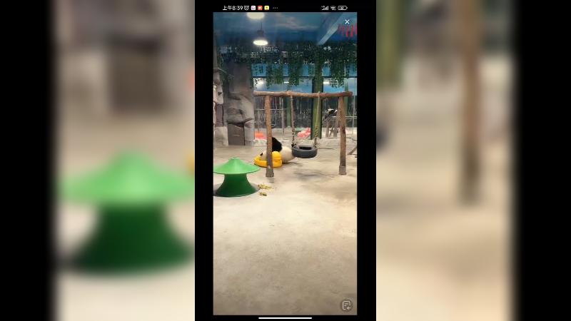 大熊猫一大早运动好可爱