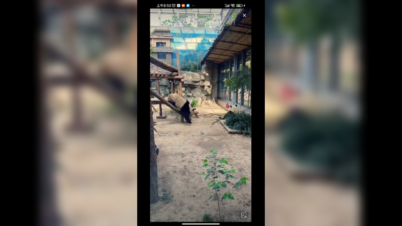 大熊猫在妹妹吃竹子的时候整活