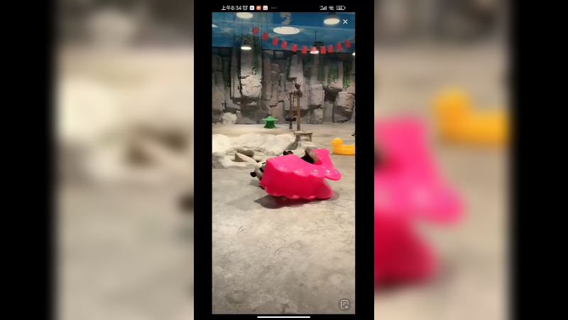 大熊猫在室内玩玩具，真可爱