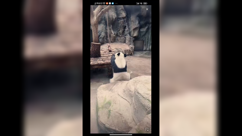 北动大熊猫小白天想出去玩，但是没开门