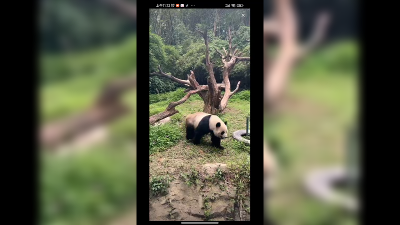 大熊猫没竹笋吃就走到里面休息