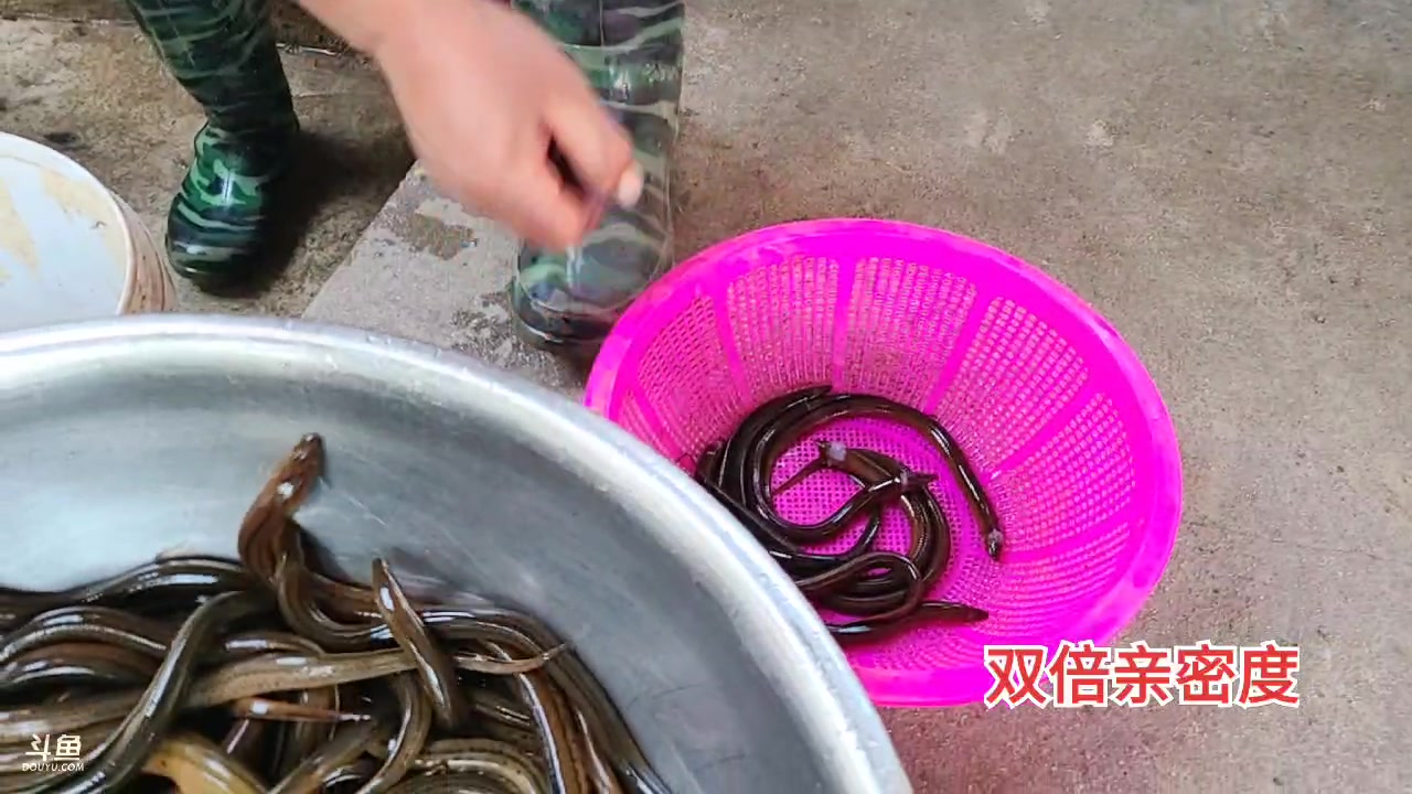 【2023-05-08 16点场】洪湖小肖：收花蒌子啦
