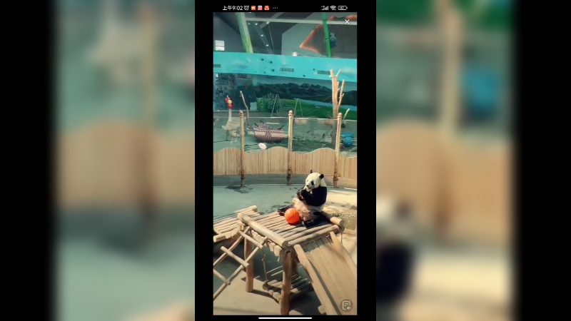 大熊猫吃完饭开始爬树，好可爱啊