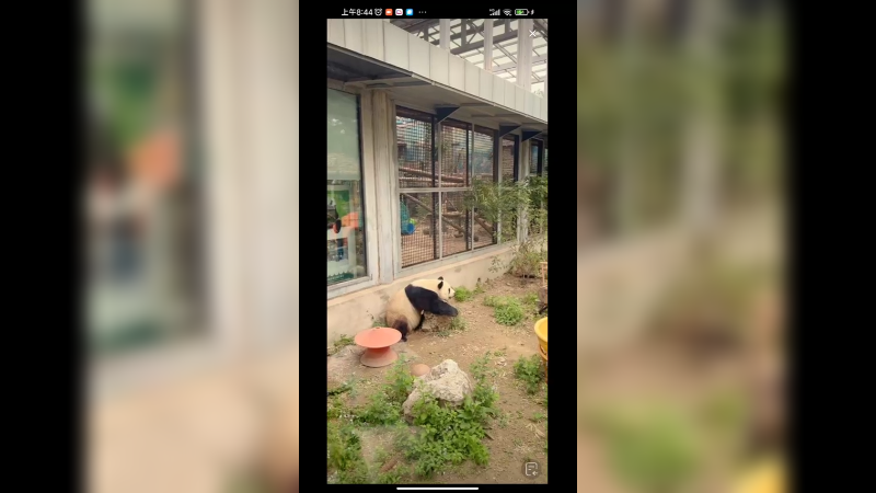 大熊猫在发呆啊