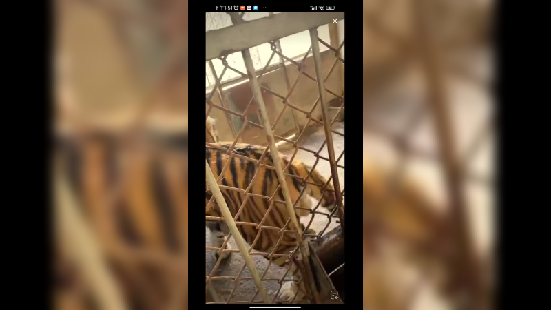 饲养员和老虎讲道理，老虎想扑倒他