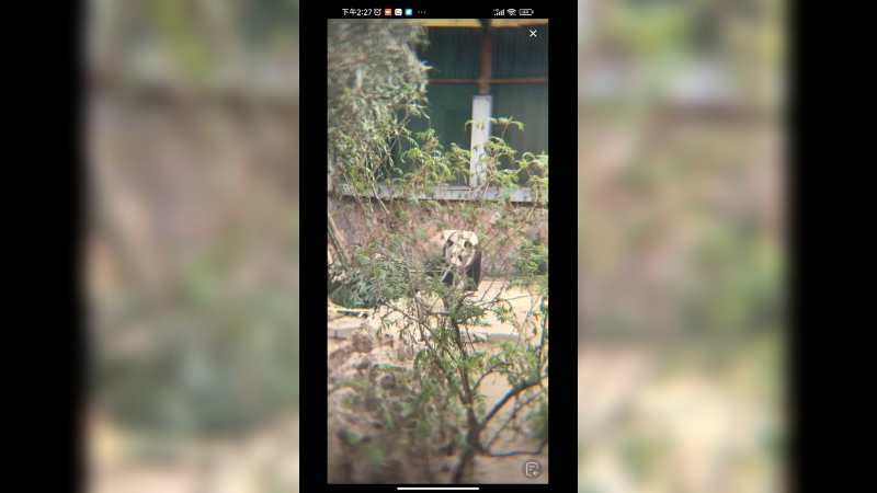 大熊猫萌兰从里面出来就先找竹笋吃了，聪明