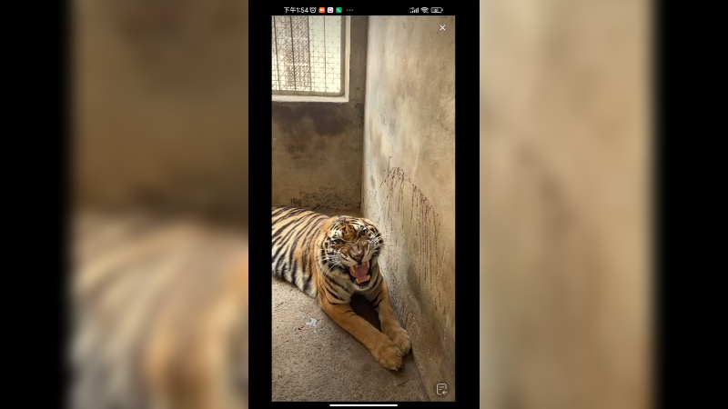 饲养员在教育老虎，老虎听不进去，根本不服啊