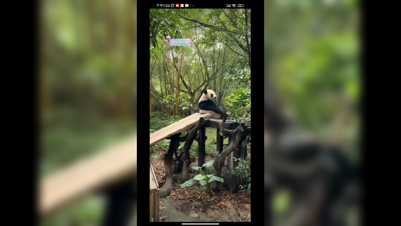 大熊猫很聪明，躺着吃东西