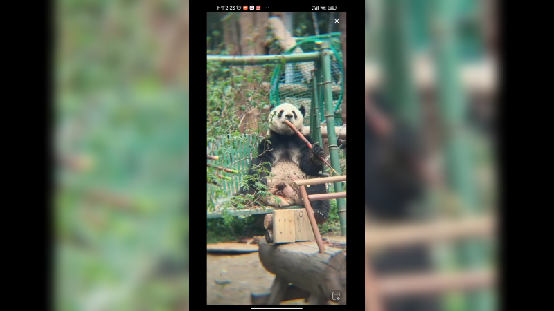 北京动物园三太子萌兰坐着吃竹笋好可爱
