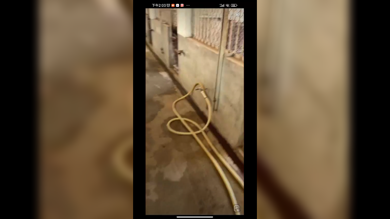 饲养员拿肉喂老虎和狮子