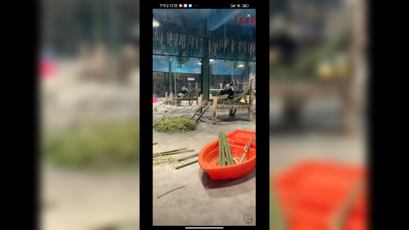 两只大熊猫吃竹子好认真，好像是镜子