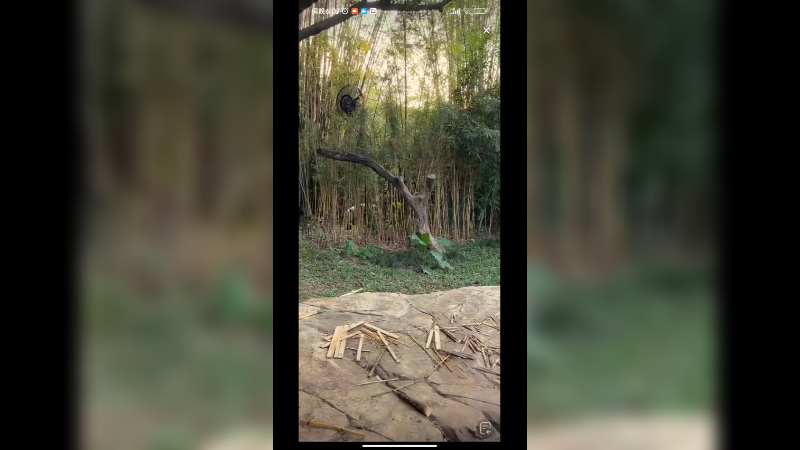 大熊猫坐着吃竹笋好可爱