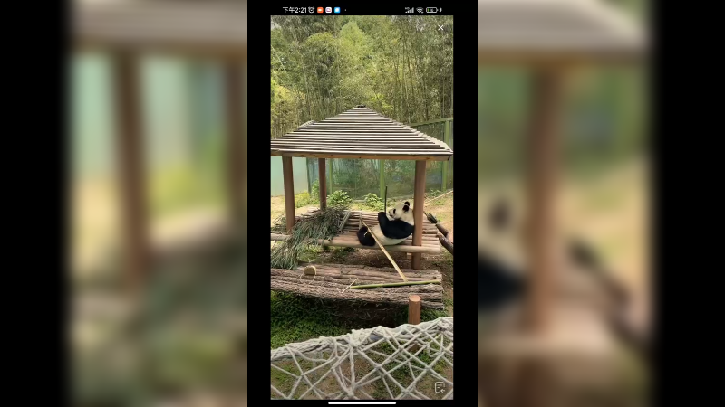 大熊猫躺亭子里吃竹子，好悠闲