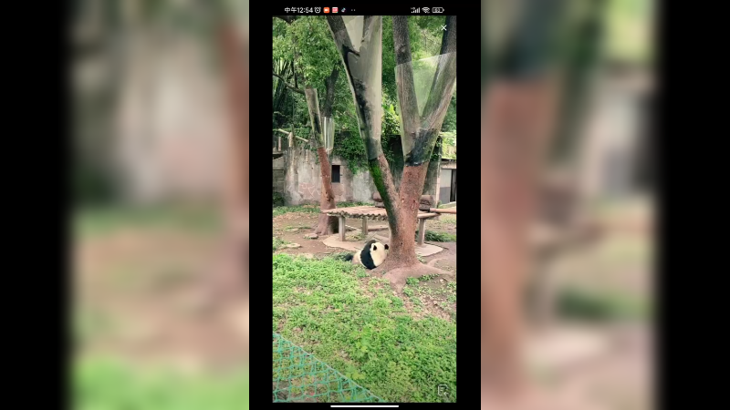 大熊猫在树下吃东西，好可爱