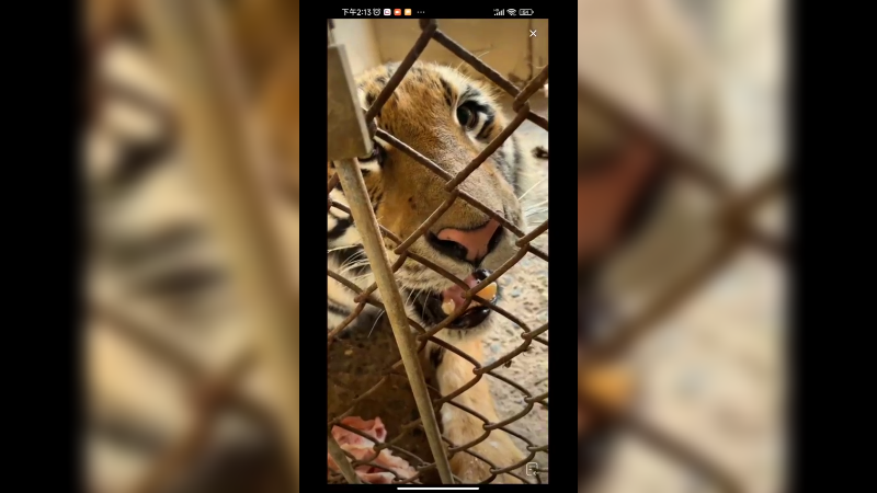 老虎有点凶，狮子还是淡定啊