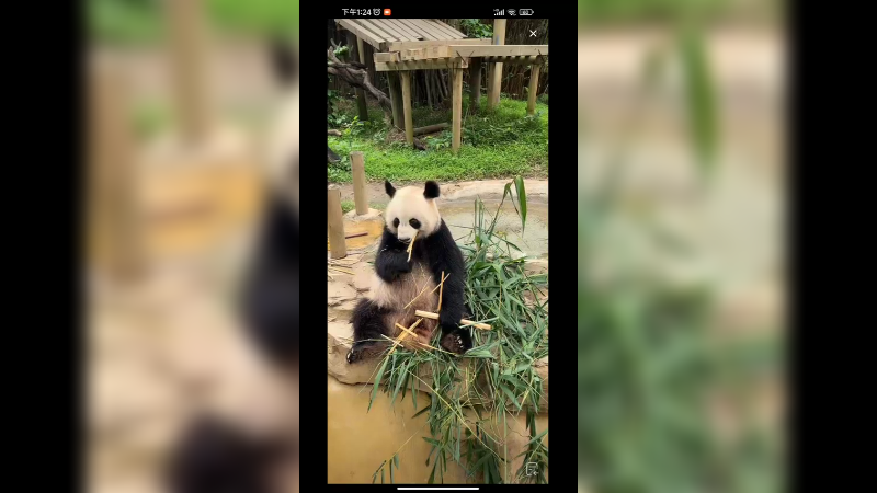 大熊猫坐着吃竹子，不慌不忙，好聪明