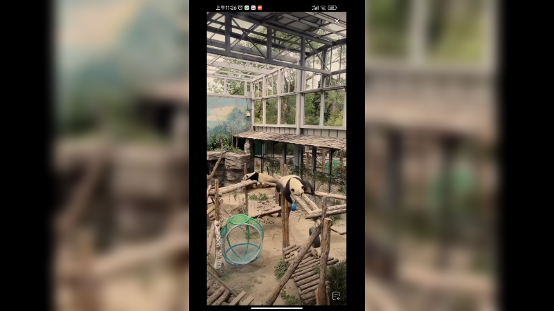 萌兰的双胞胎妹妹萌宝和萌玉在午睡