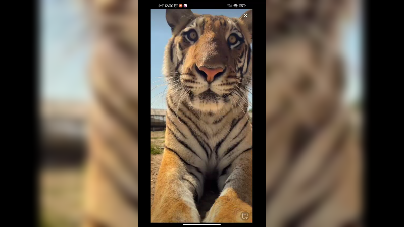 近距离看小老虎，你觉得小老虎看你在想什么