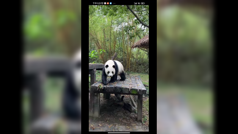 大熊猫坐着等竹笋吃，好可爱