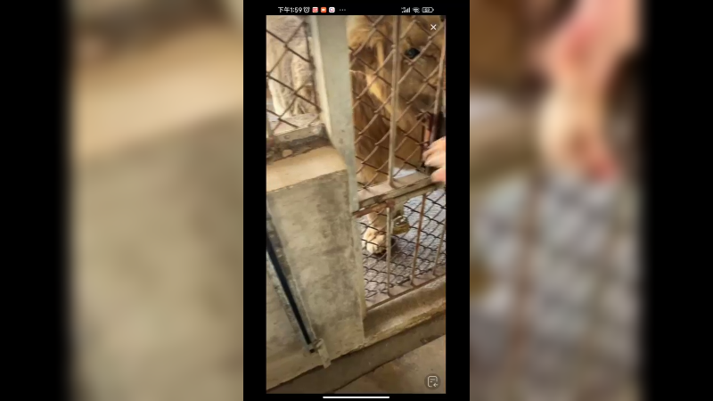 饲养员给老虎喂肉，老虎还是不服啊