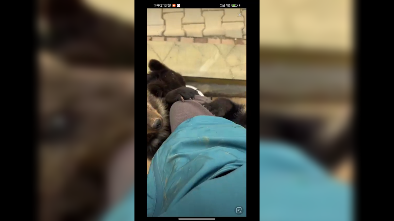 小黑熊好可爱，很黏人，你喜欢吗