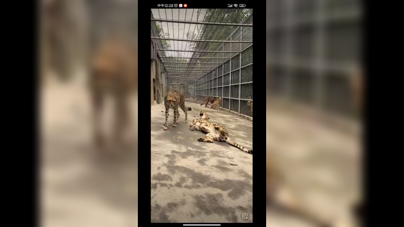 猎豹大长腿，真好看啊