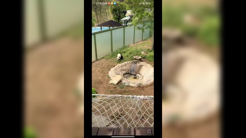 大熊猫爬树还是很厉害的啊