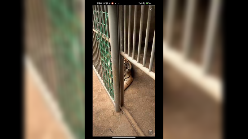 老虎卧着发呆，都不理饲养员