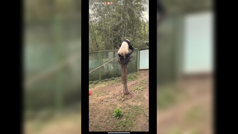 大熊猫从树上下来也是很小心翼翼