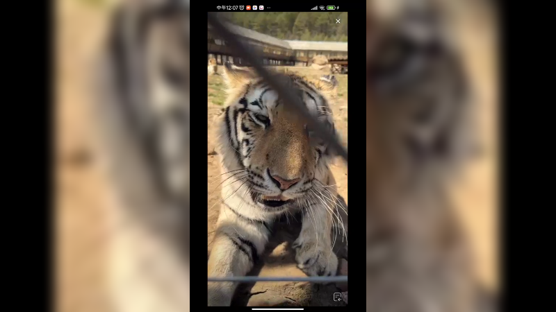 老虎等吃的等到打哈欠了