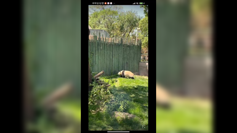 大熊猫小白天不吃饭，来回走动，好活跃啊